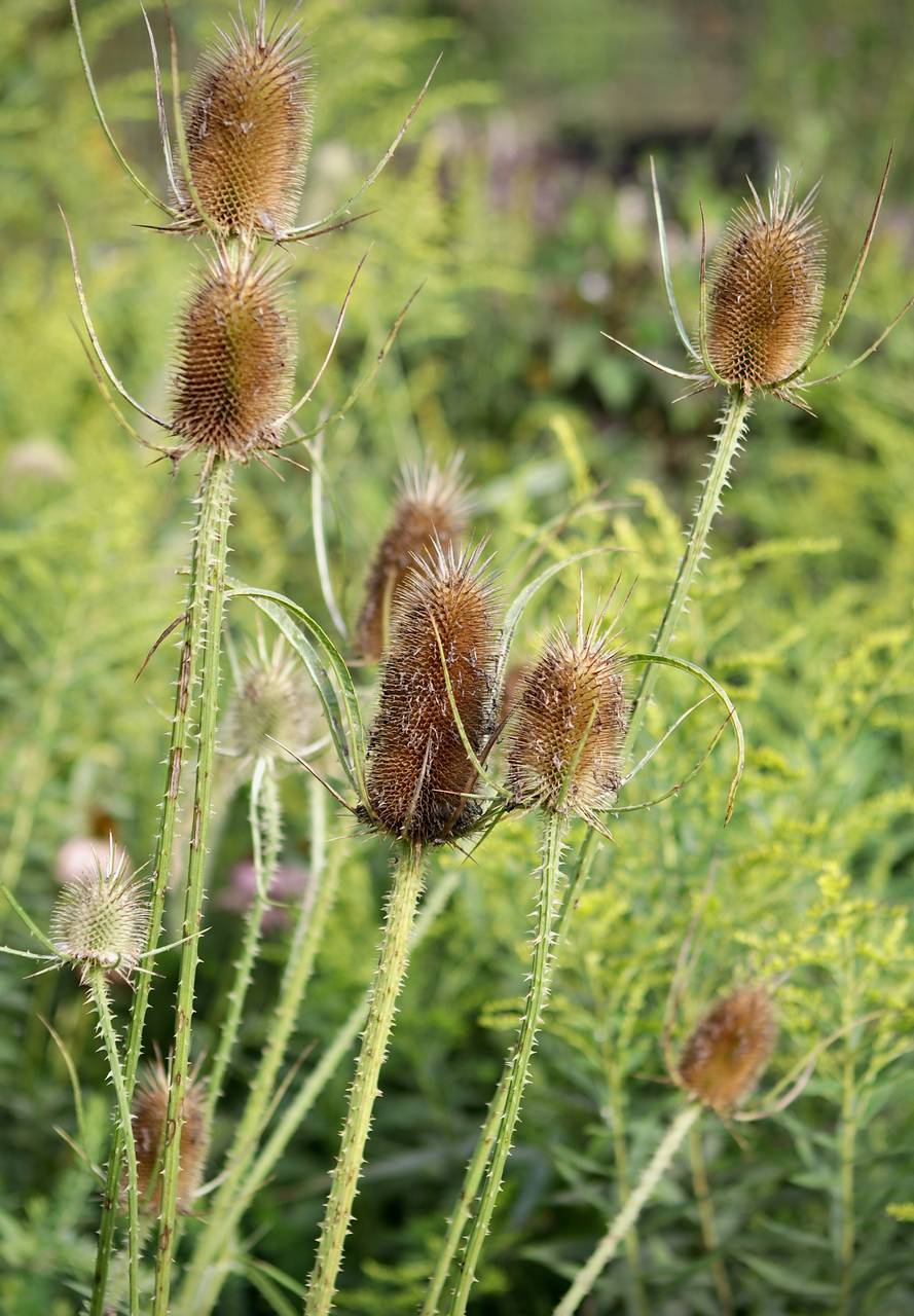 Photo of Common Teasel