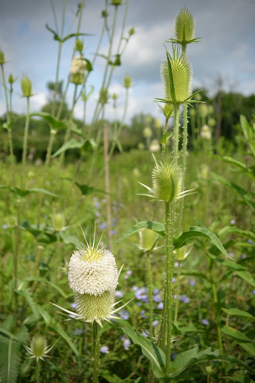 Photo of Cut-Leaved Teasel