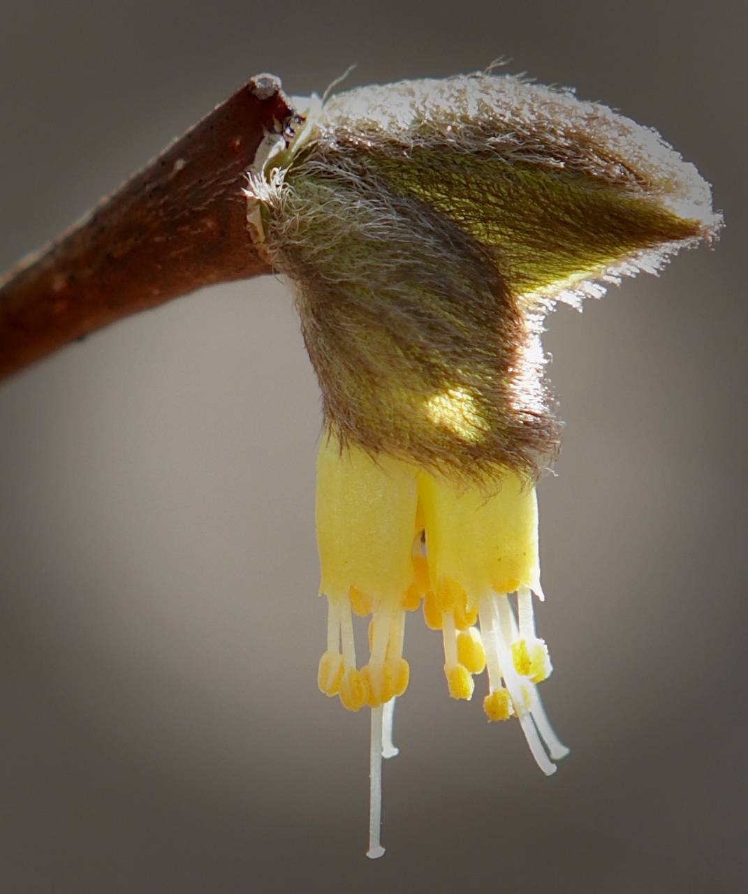 Photo of Leatherwood