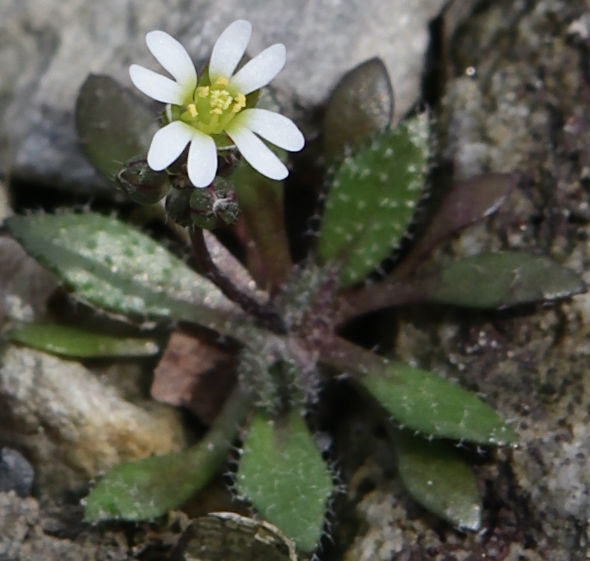 Photo of Whitlow Grass