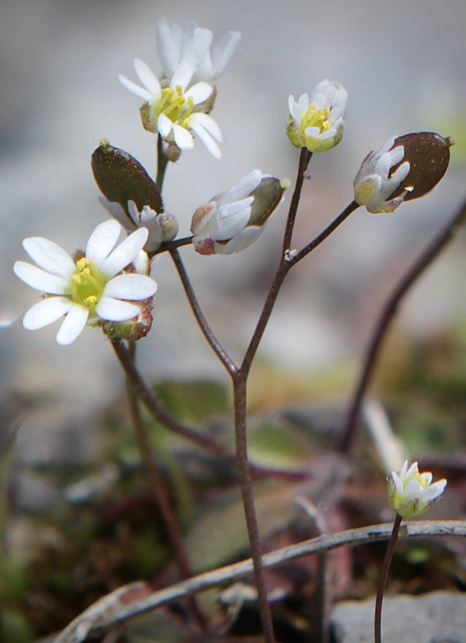 Photo of Whitlow Grass