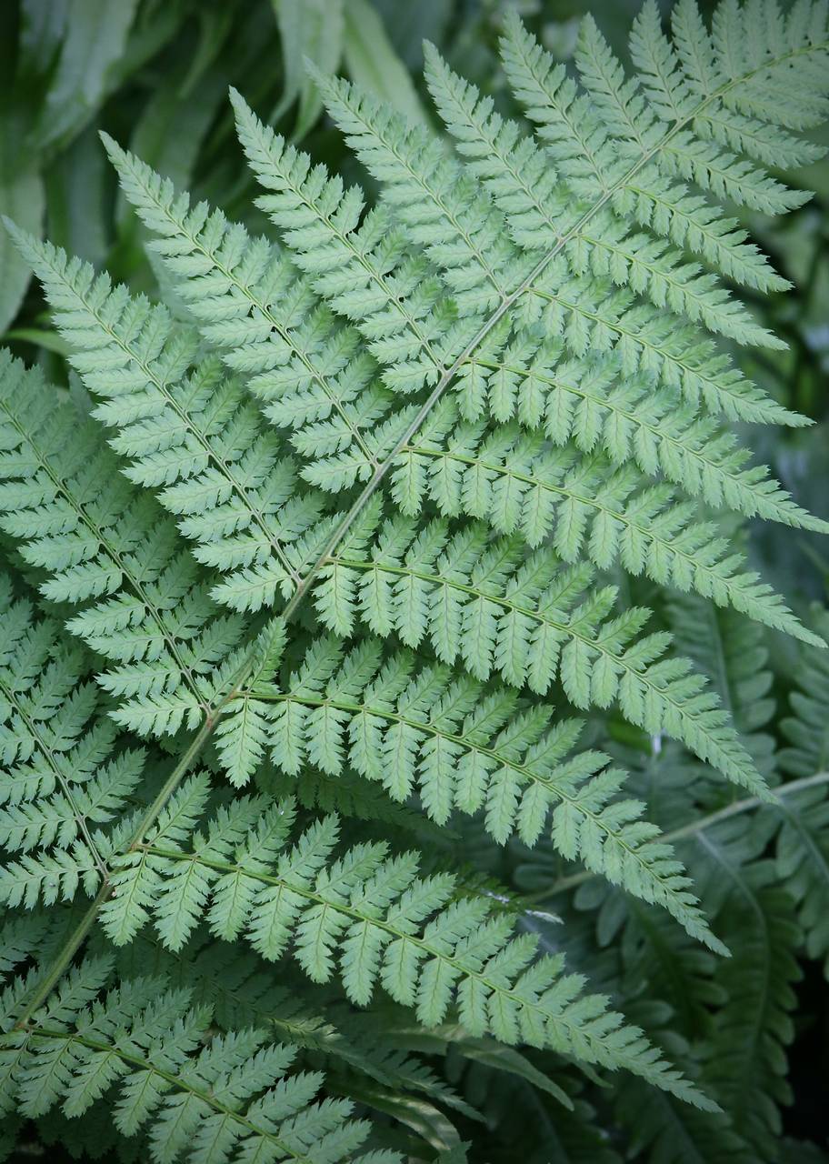 Photo of Toothed Wood Fern