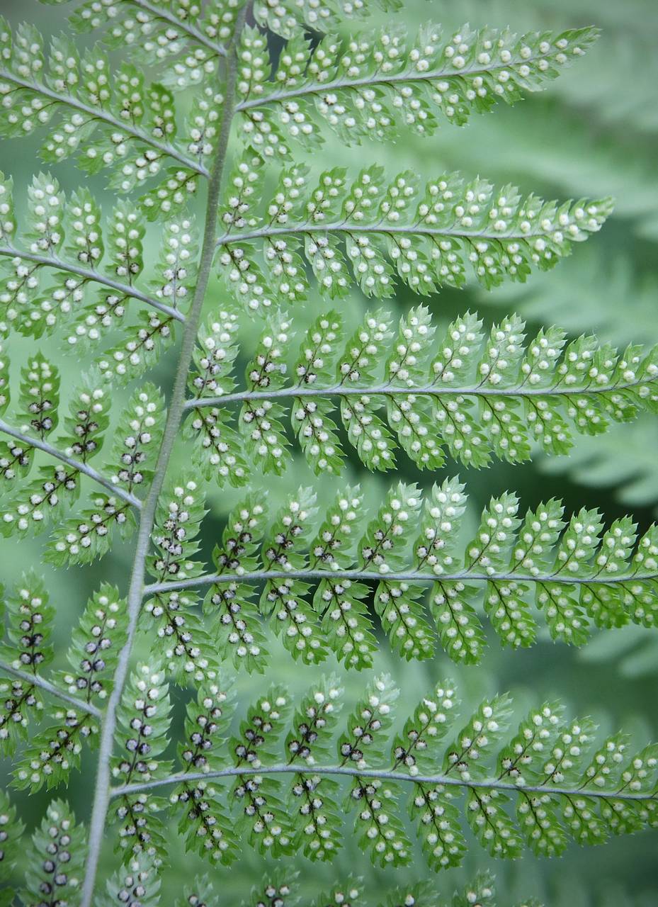 Photo of Toothed Wood Fern