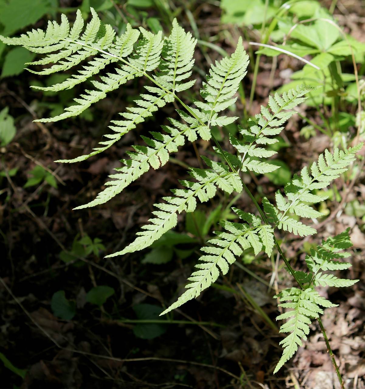 Photo of Toothed Wood Fern