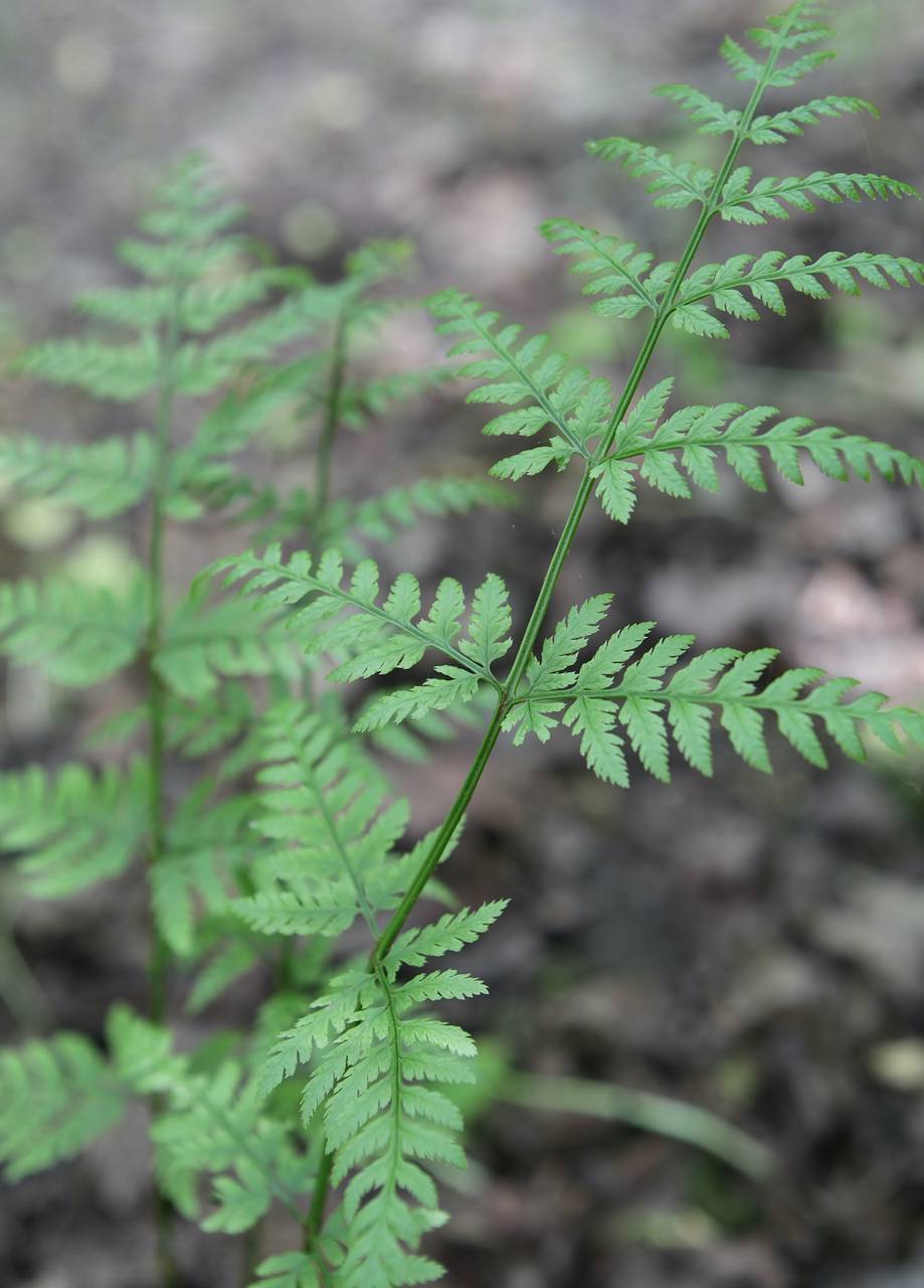 Photo of Toothed Wood Fern