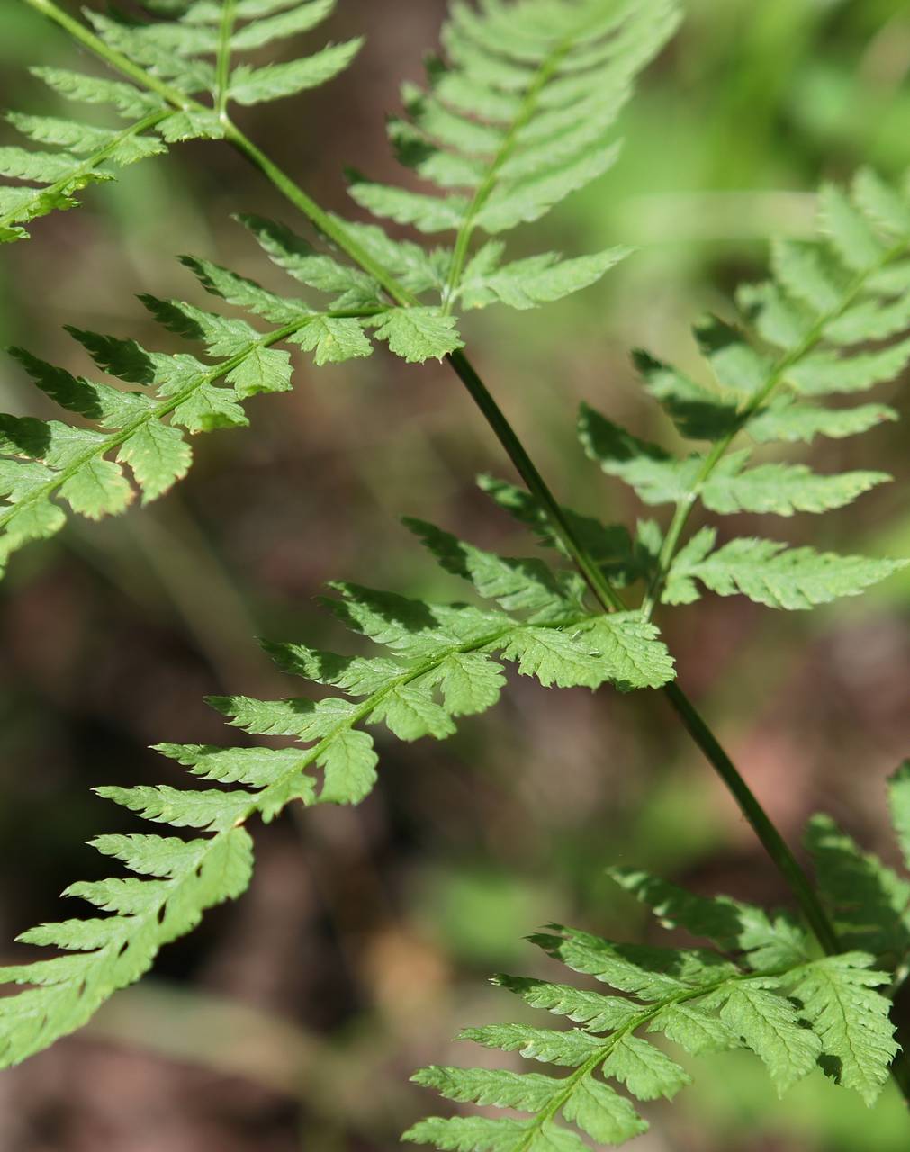 Photo of Toothed Wood Fern