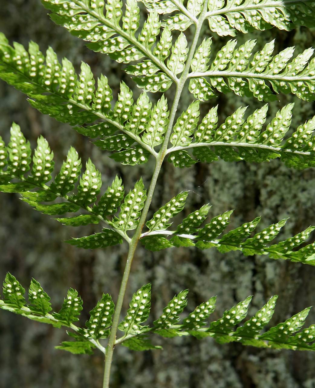 Photo of Toothed Wood Fern