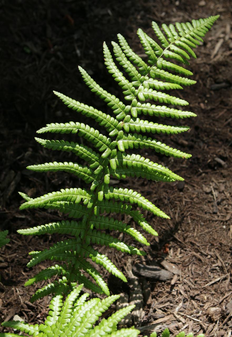 Photo of Male Fern