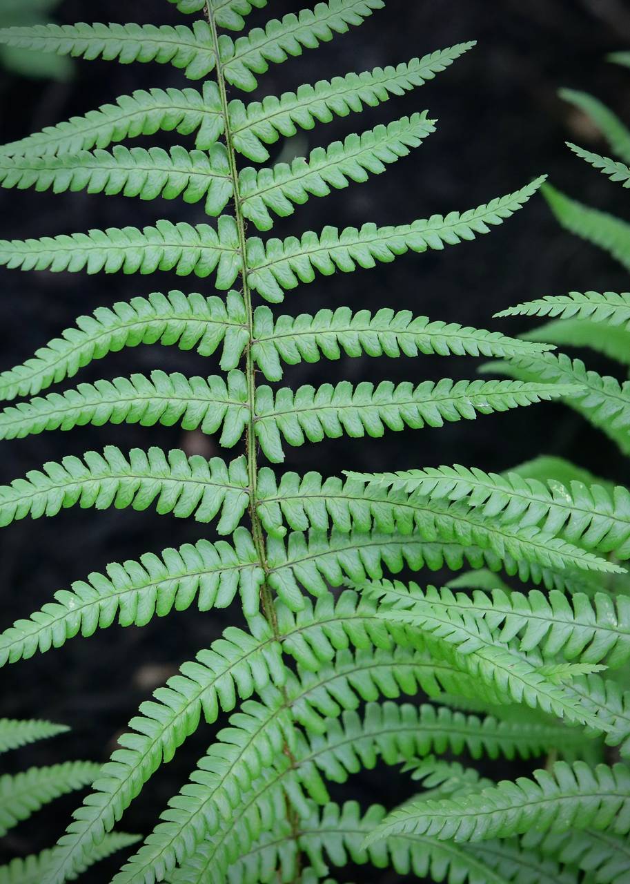Photo of Male Fern