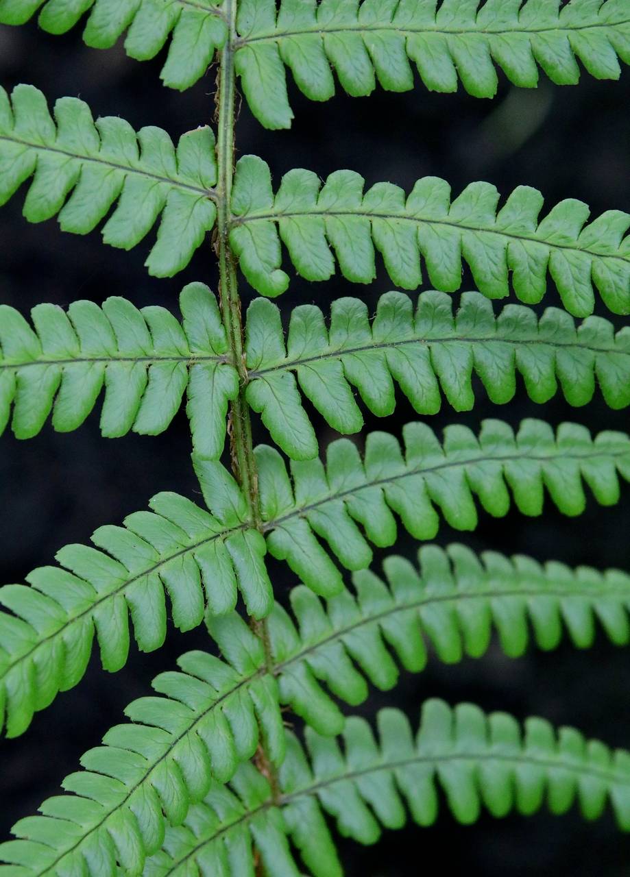 Photo of Male Fern