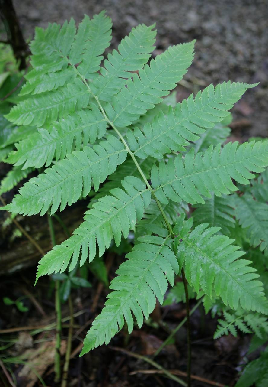 Photo of Giant Wood Fern