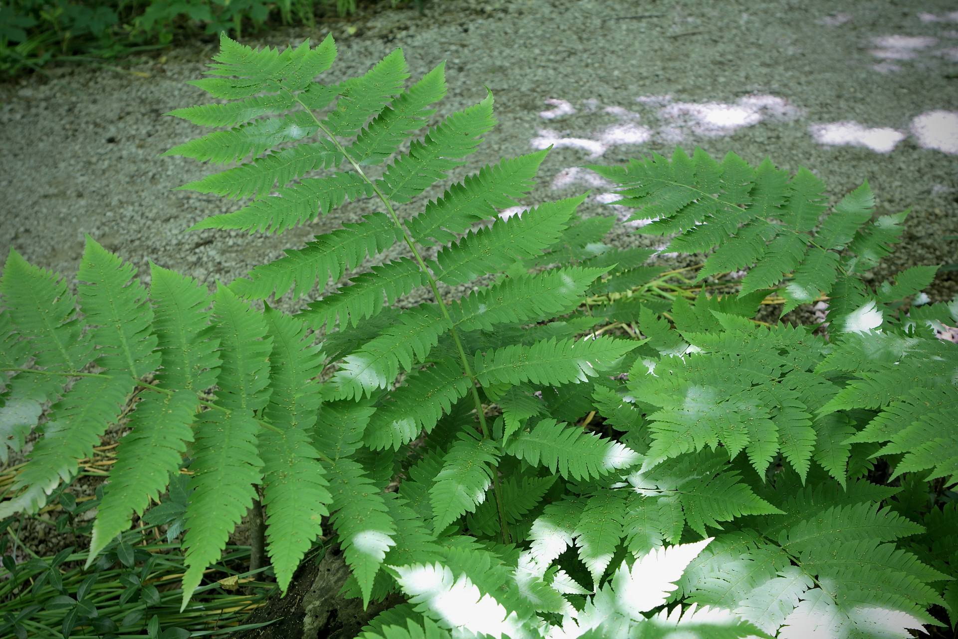 Photo of Giant Wood Fern