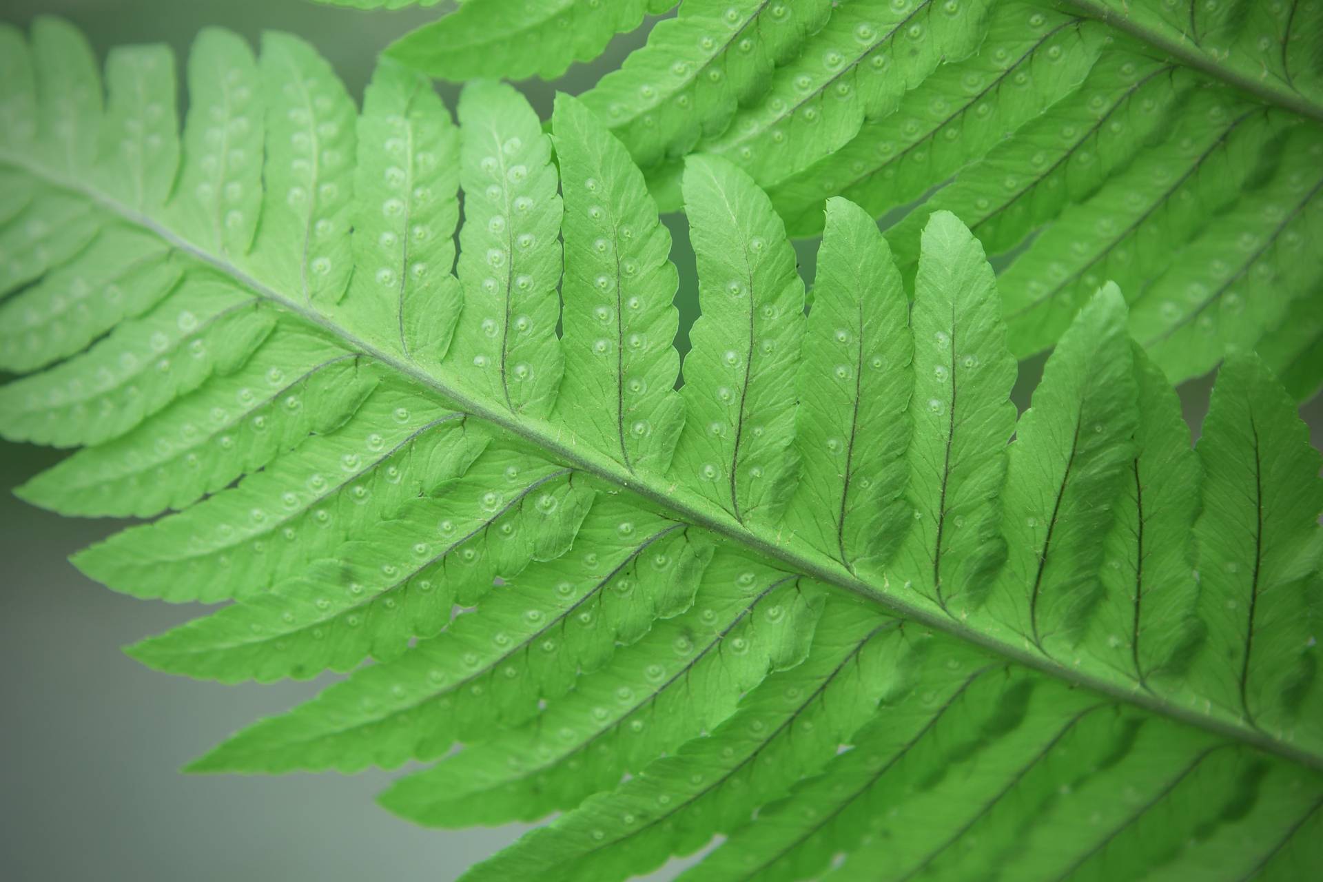 Photo of Giant Wood Fern