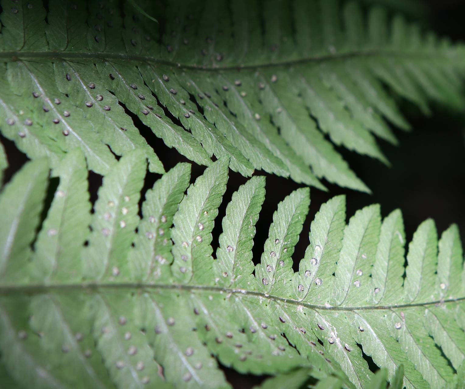 Photo of Giant Wood Fern