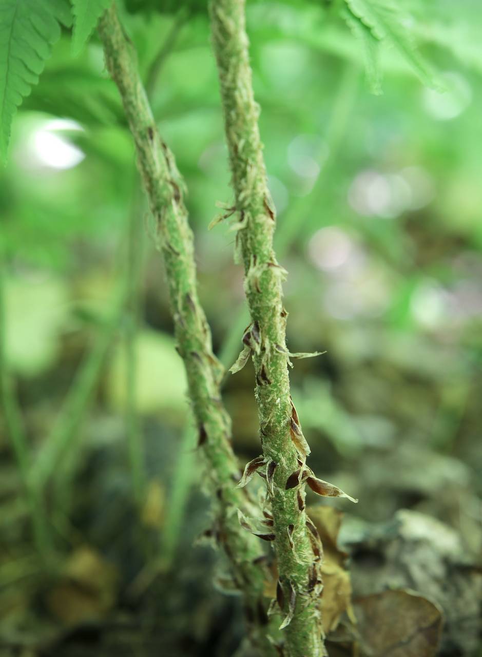 Photo of Giant Wood Fern