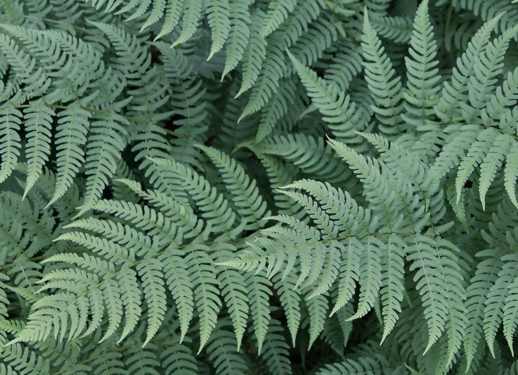 Photo of Marginal Wood Fern