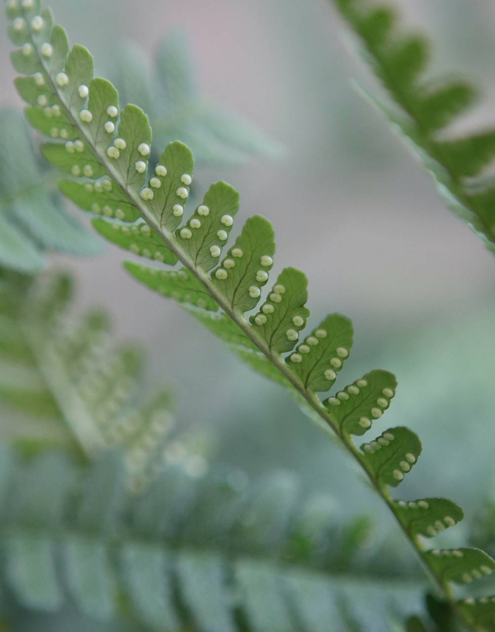 Photo of Marginal Wood Fern