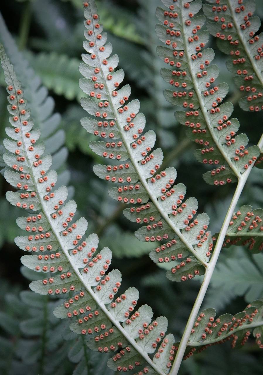 Photo of Marginal Wood Fern