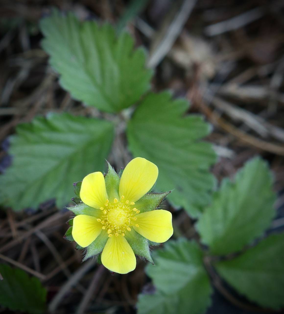 Photo of Mock Strawberry