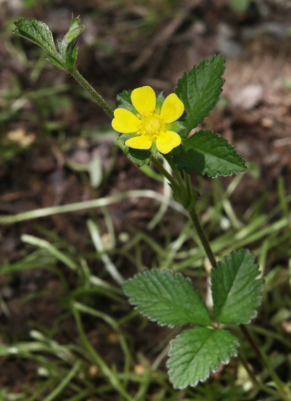 Photo of Mock Strawberry