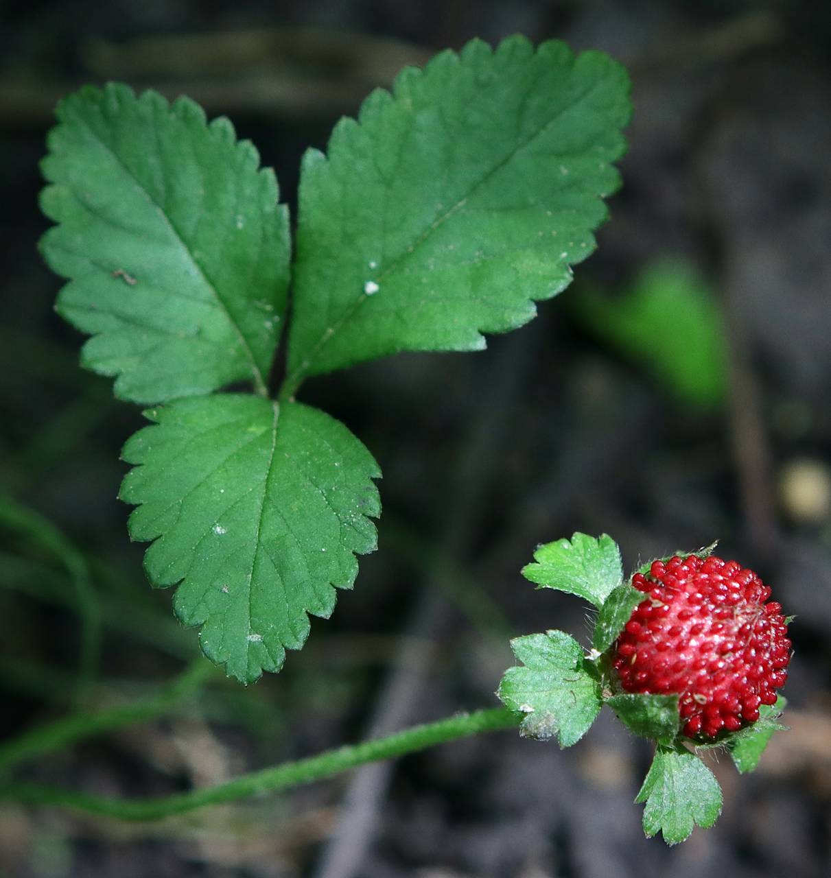 Photo of Mock Strawberry