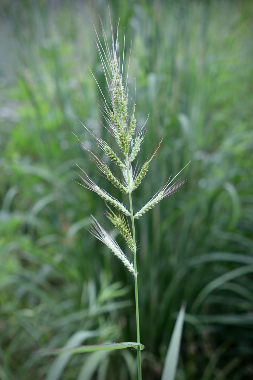 Photo of Barnyardgrass