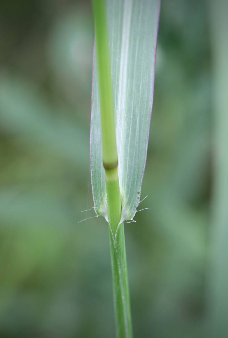 Photo of Barnyardgrass