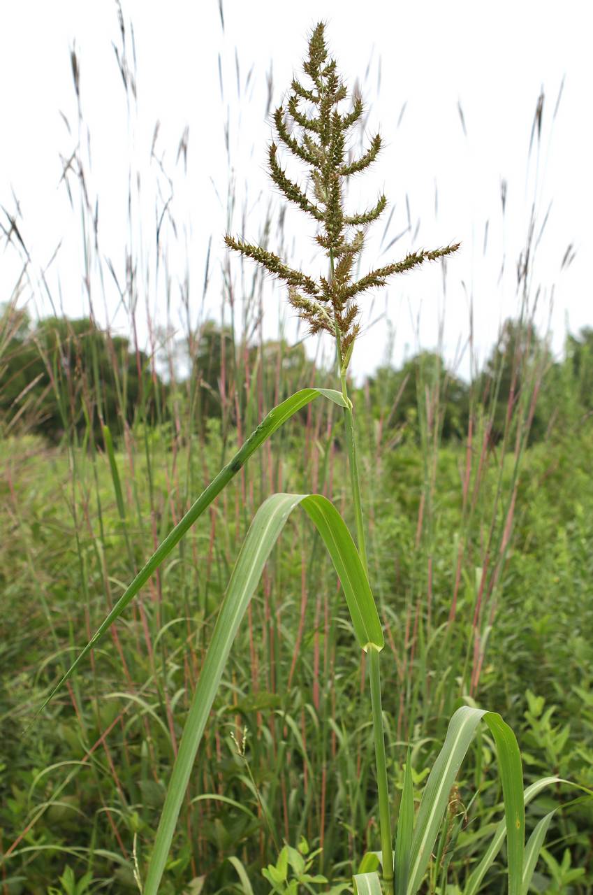 Photo of Rough Barnyardgrass
