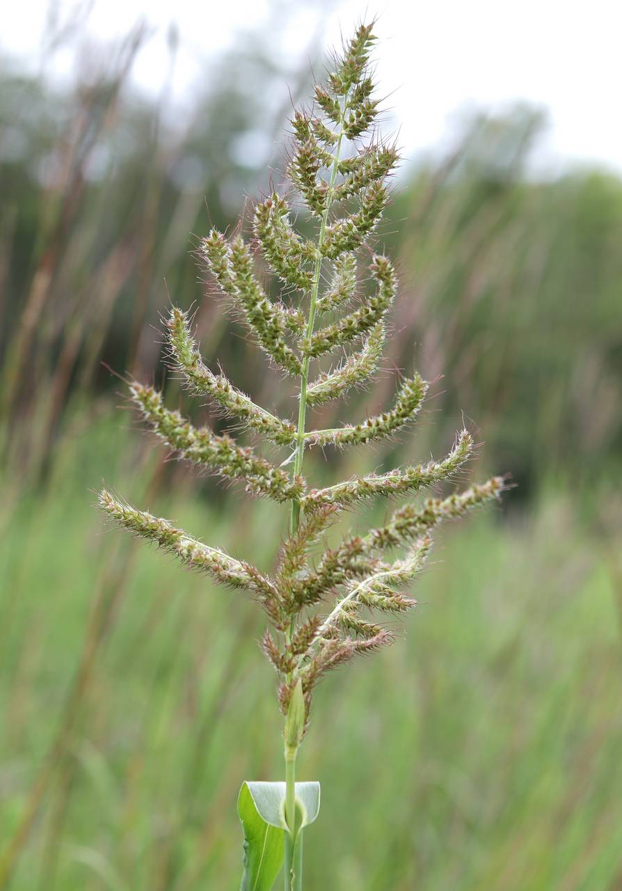Photo of Rough Barnyardgrass