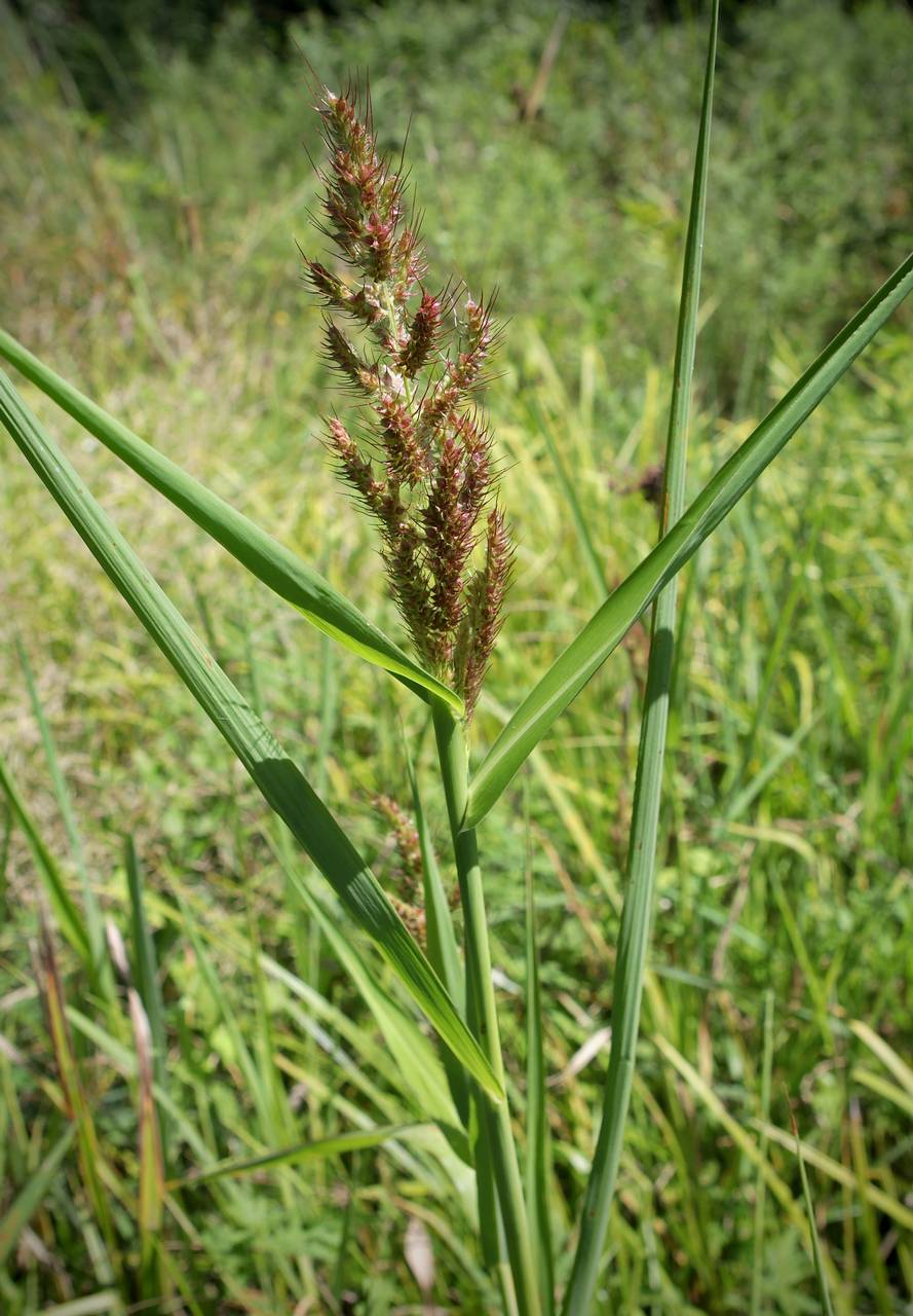 Photo of Rough Barnyardgrass