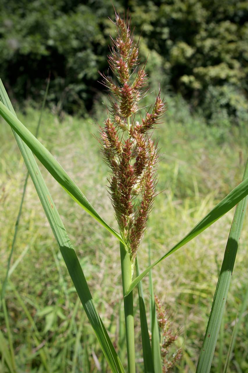 Photo of Rough Barnyardgrass