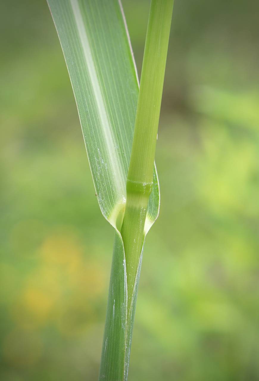 Photo of Rough Barnyardgrass