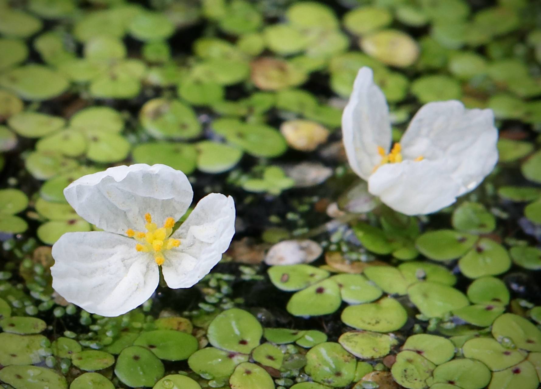 Photo of Brazilian Waterweed