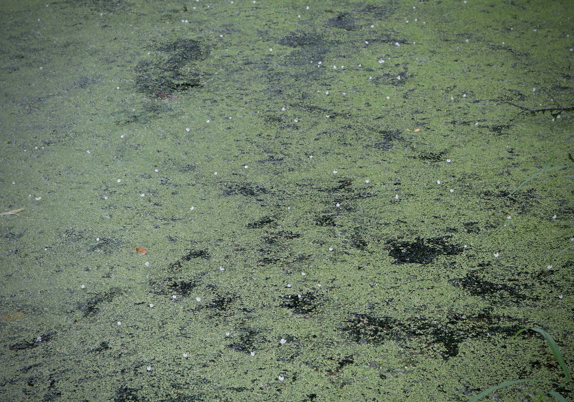 Photo of Brazilian Waterweed