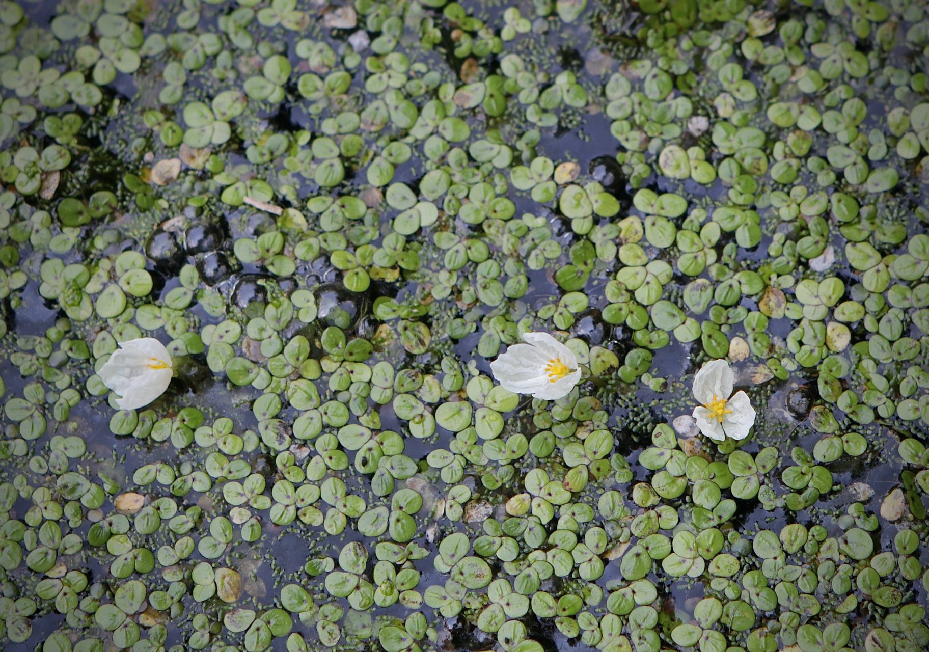 Photo of Brazilian Waterweed