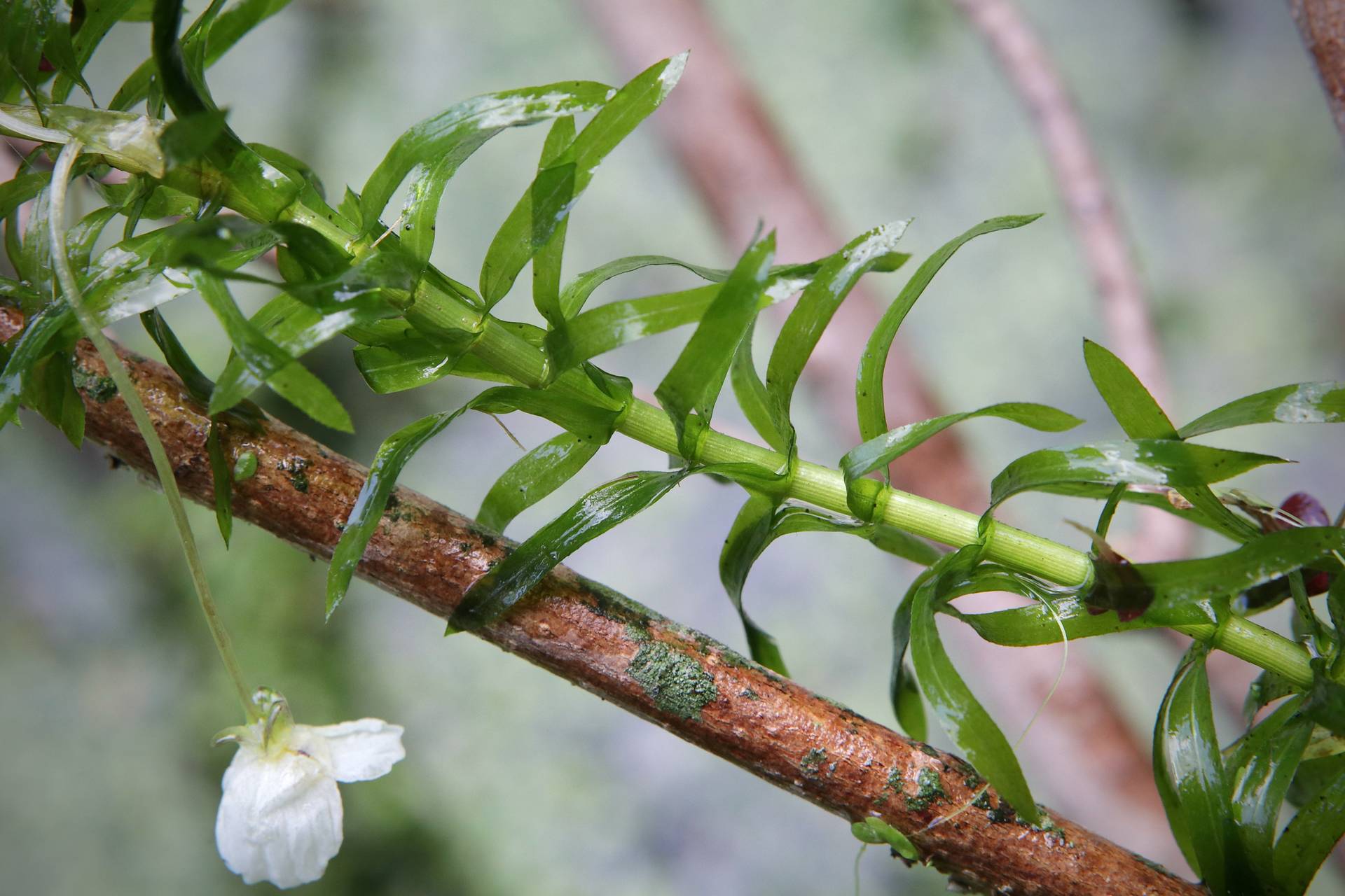 Photo of Brazilian Waterweed