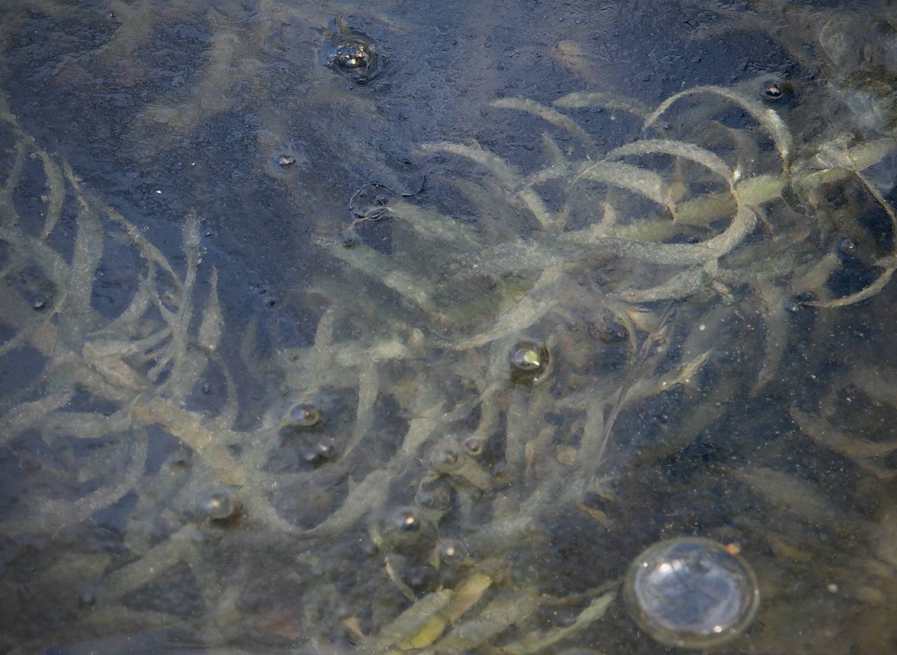Photo of Brazilian Waterweed