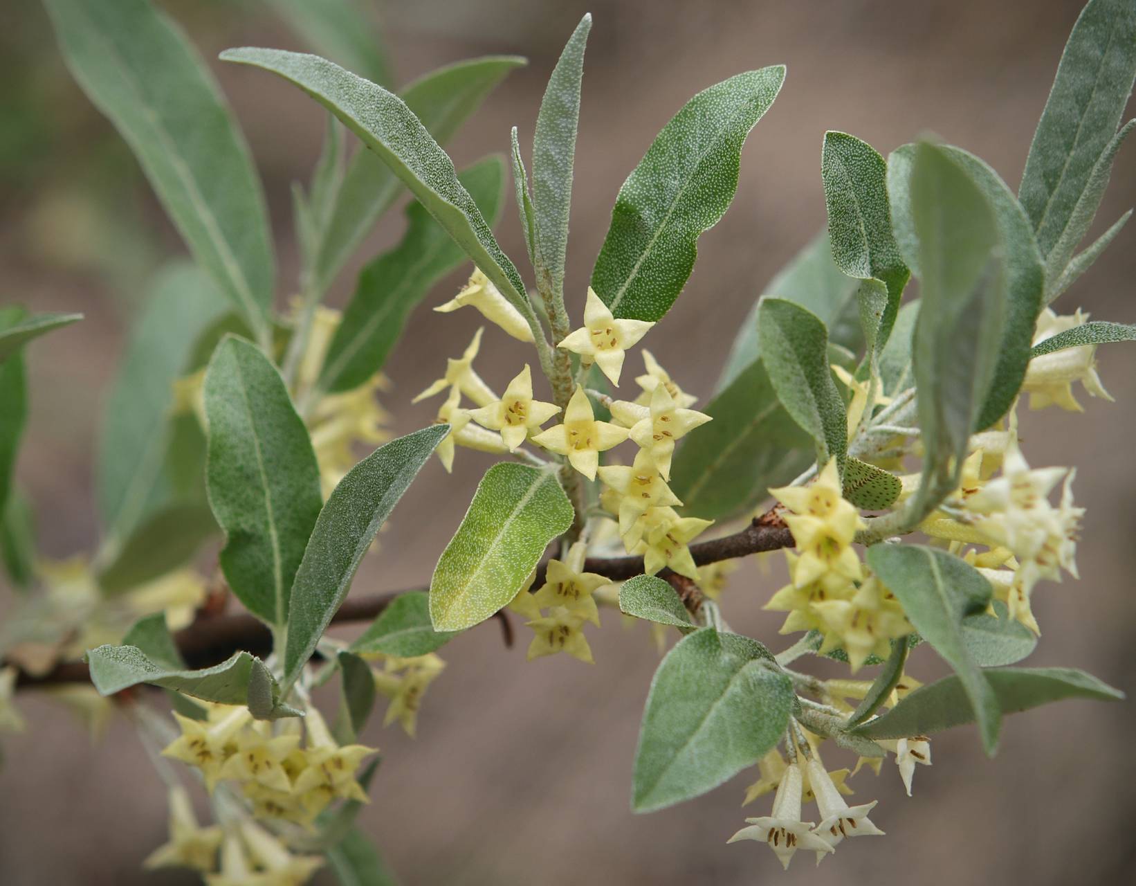 Photo of Autumn Olive