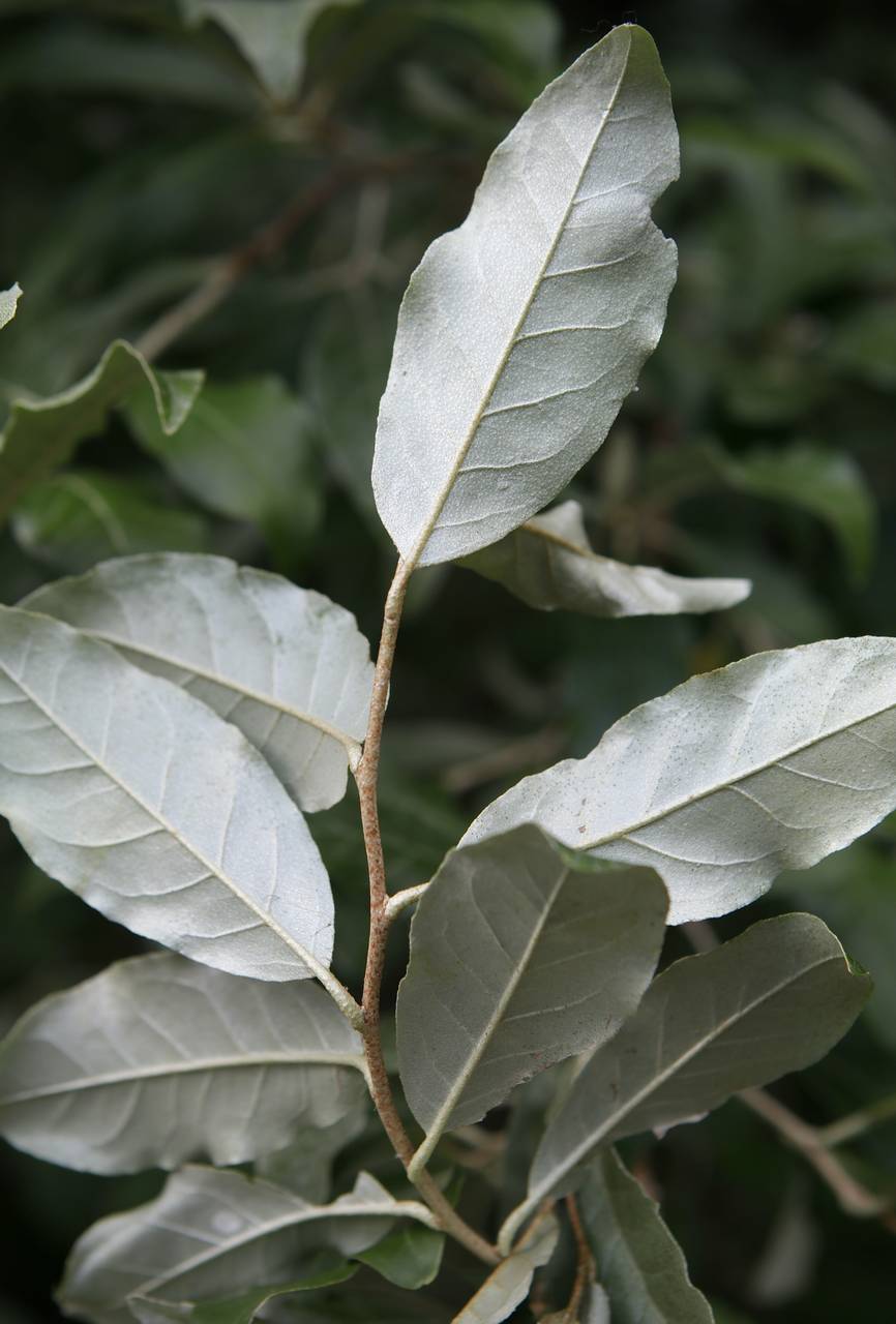 Photo of Autumn Olive