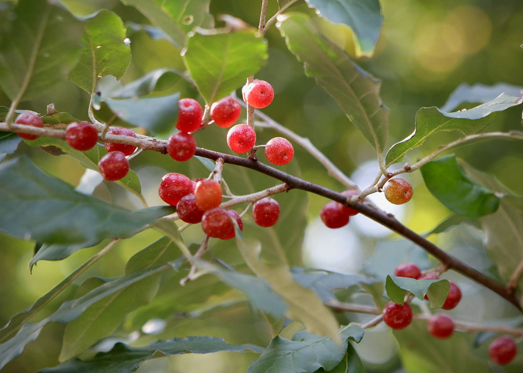 Photo of Autumn Olive