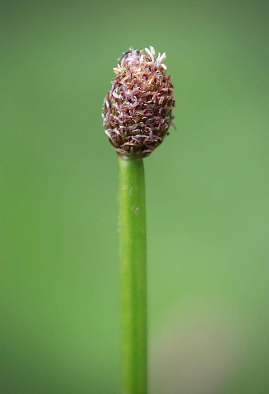 Photo of Ovate Spikerush