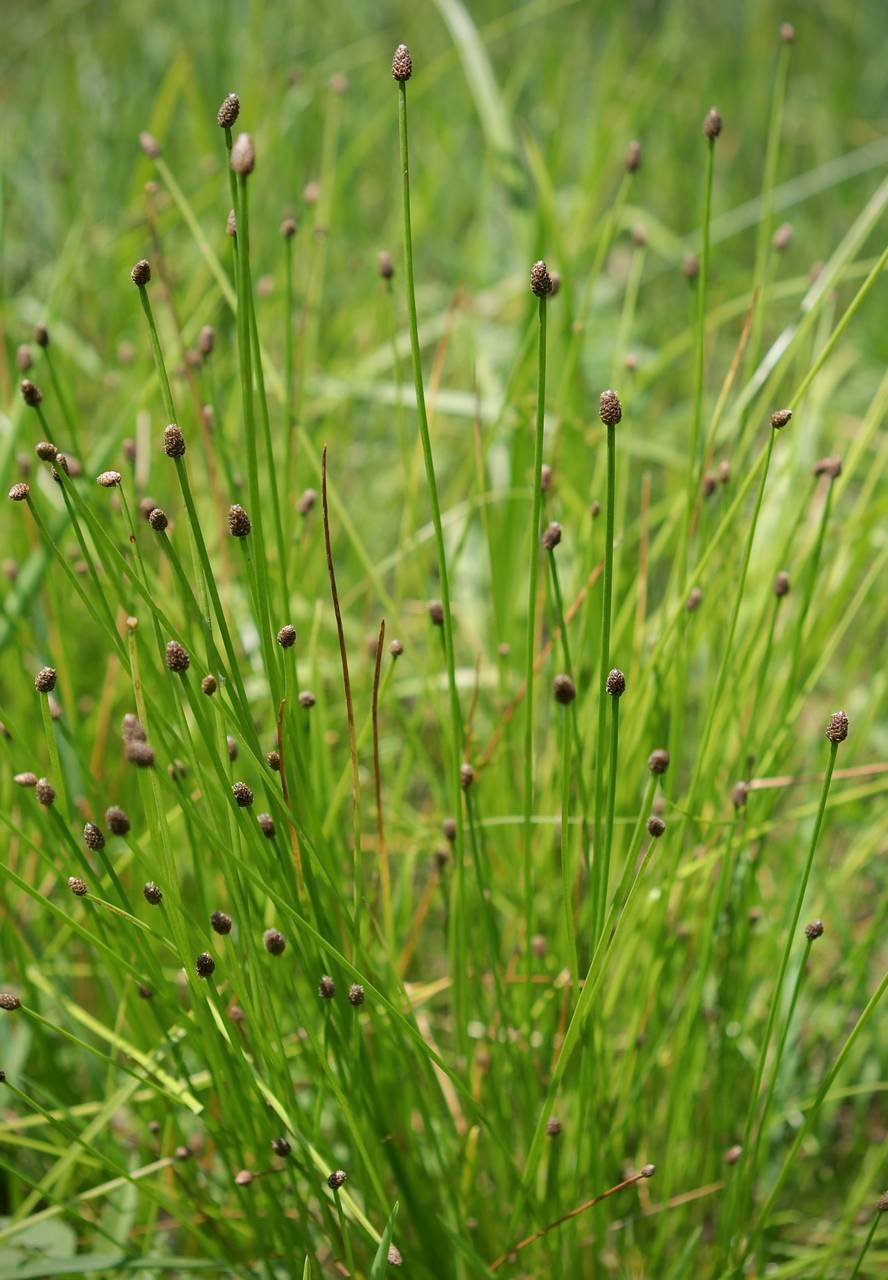 Photo of Ovate Spikerush