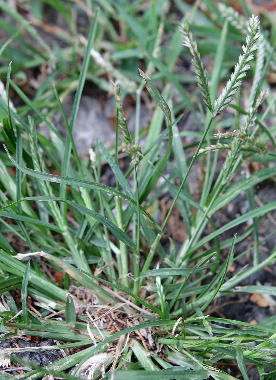 Photo of Goosegrass