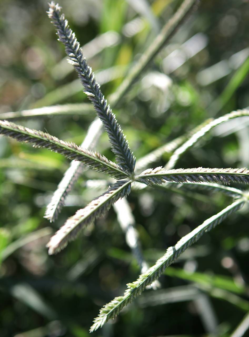 Photo of Goosegrass