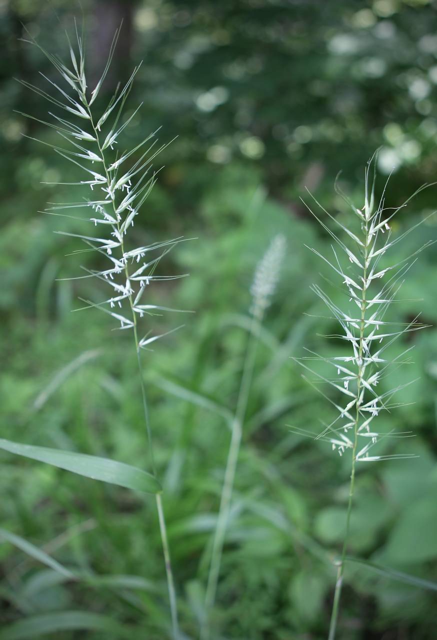 Photo of Bottlebrush Grass