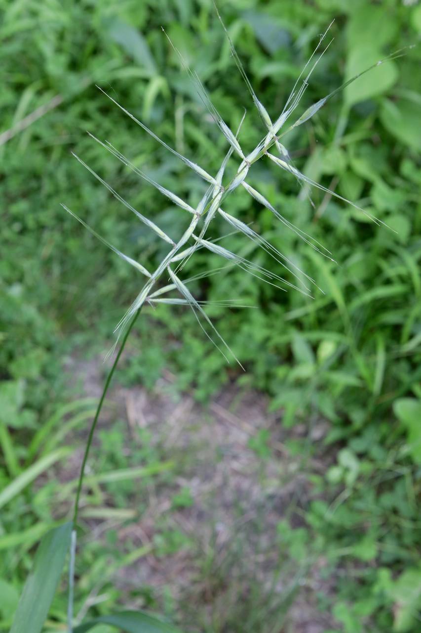Photo of Bottlebrush Grass