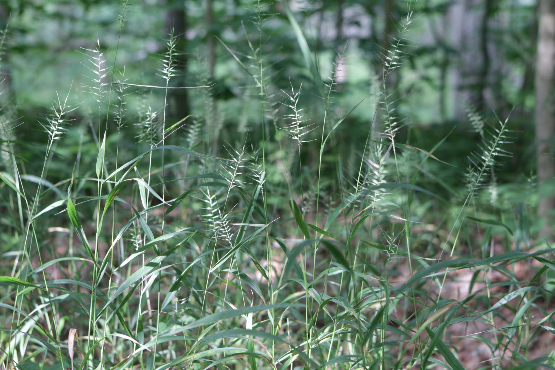 Photo of Bottlebrush Grass