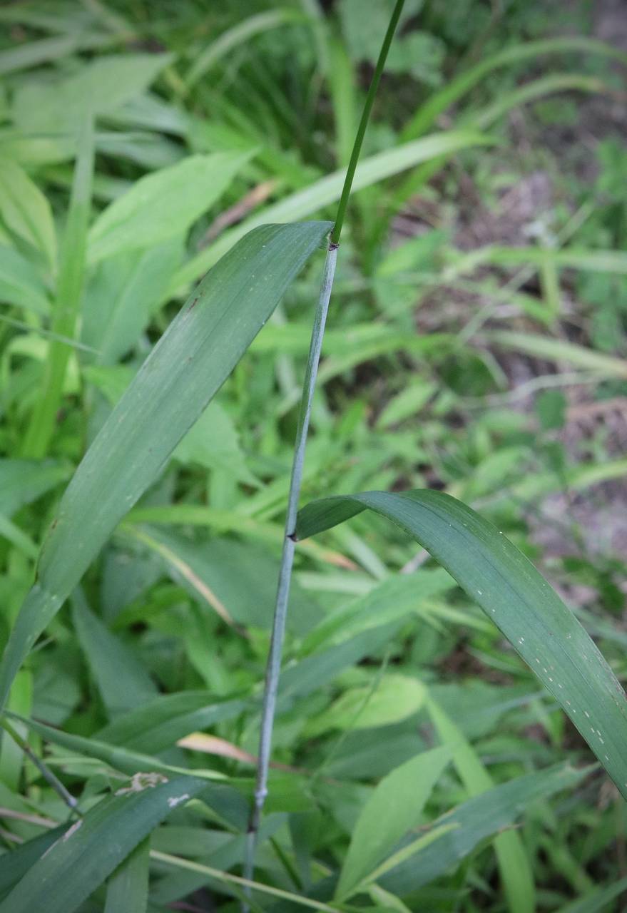 Photo of Bottlebrush Grass