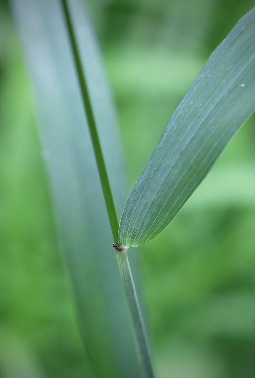 Photo of Bottlebrush Grass