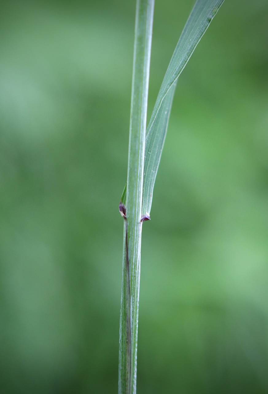 Photo of Bottlebrush Grass